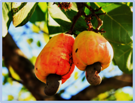 DArTseq-based silicoDArT and SNP markers reveal the genetic diversity and population structure of Kenyan cashew (Anacardium occidentale L.) landraces