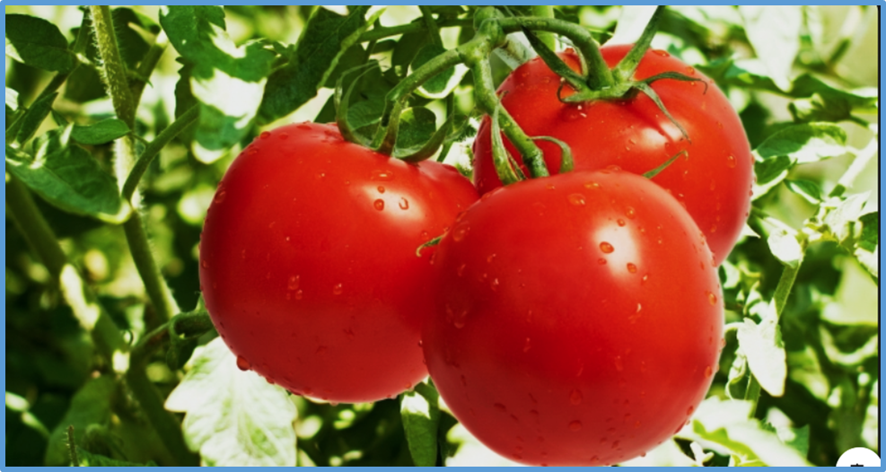 Development of an ultra-efficient prime editing system in tomato