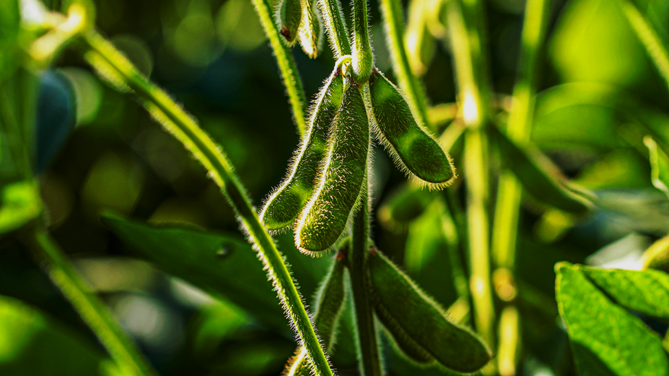  EFSA GMO Panel Finds Herbicide Tolerant Soybean MON 94313 Safe
