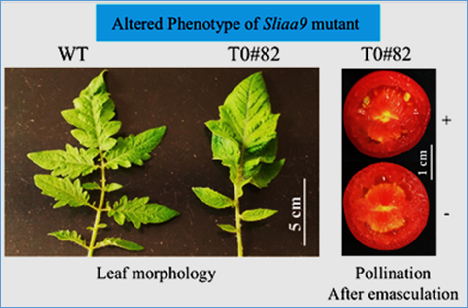 Enhancement of parthenocarpy and fruit set through genome editing in tomato variety for processing use