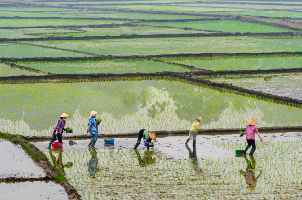 Experts Recommend Climate-adaptive Breeding Pipeline for Rice