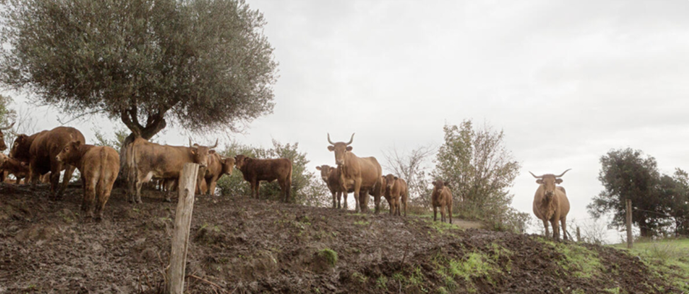 FAO calls for stronger prevention and global action as transboundary animal diseases spread across regions