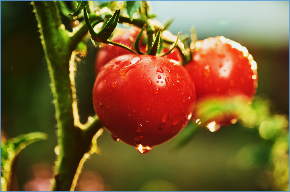 Fine-mapping and candidate gene analysis of qFF3.1 conferring fruit firmness in a modern tomato variety
