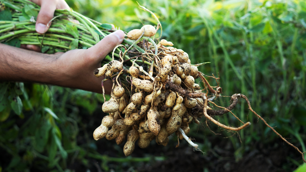 First Gap-Free Peanut Genomes Reveal Genes for Bigger Seeds and Better Oils