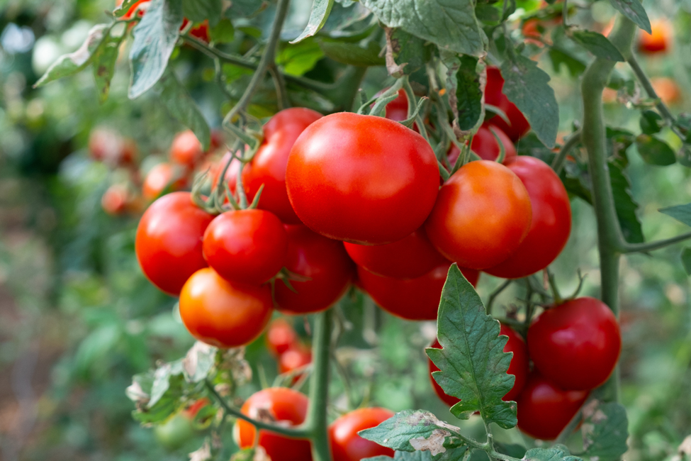 Gene Combinations Provide Durable Resistance to Begomoviruses in Tomato