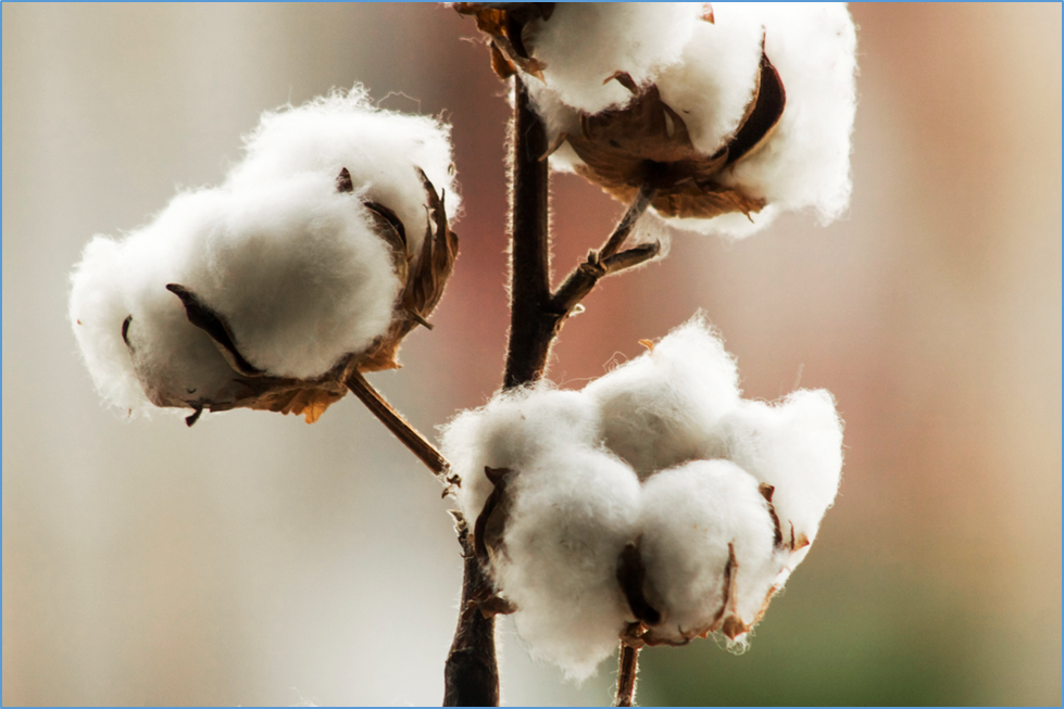 Gene Editing Boosts Fiber Quality of Cotton