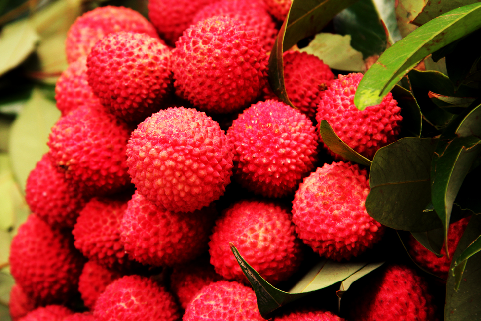 Gene Editing Reduces Browning in Lychee