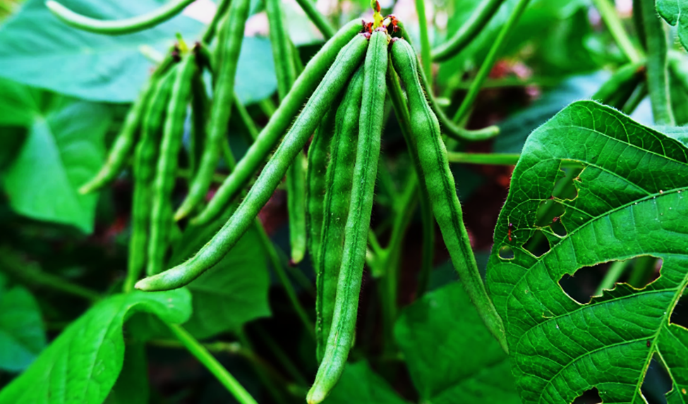 Gene mapping and identification of candidate genes associated with fomesafen herbicide tolerance in Mung bean (Vigna radiata L.)