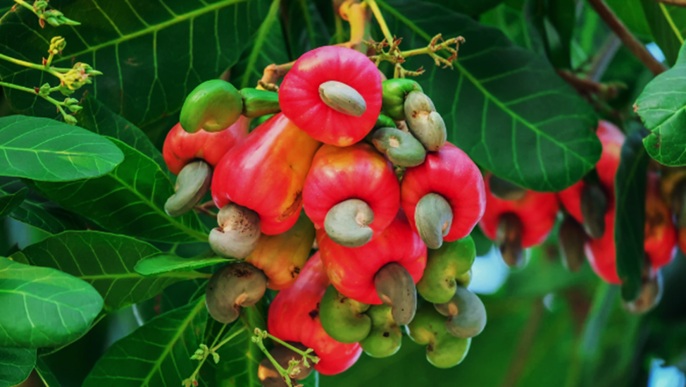 Genetic diversity and reproductive modes of aflatoxin-producing Aspergillus flavus isolated from cashew nuts in coastal Kenya