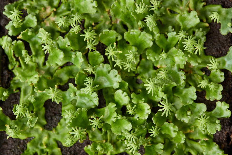 Genetic Insights Reveal How Plants Adapt to Climate Change