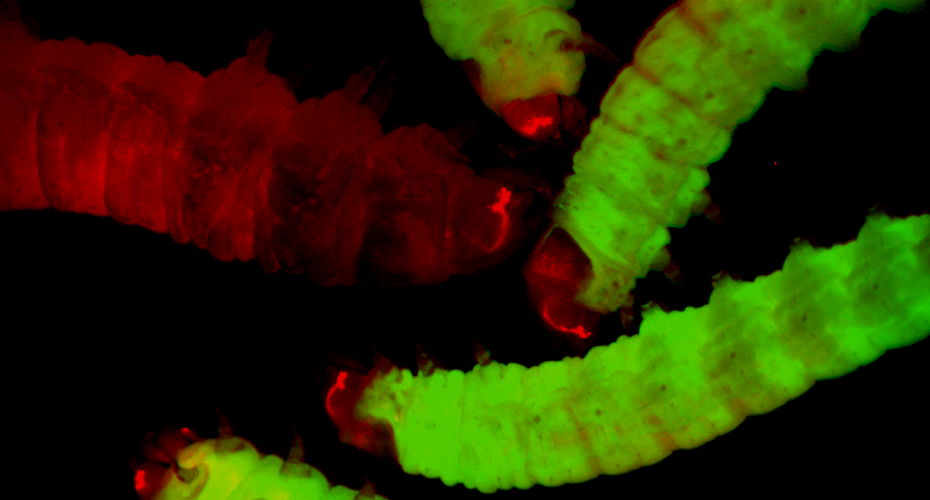 Genetically Engineered Moths Offer Ethical Breakthrough in Infection Research
