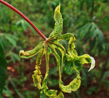 Genomic Organization of the Newly Discovered Cassava Congo Cheravirus Reveals a Unique Maf/HAM1 Motif in the C-Terminal Region of the RNA1 Polyprotein and Suggests the Presence of Two Protein Domains Upstream of the Putative Helicase Domain