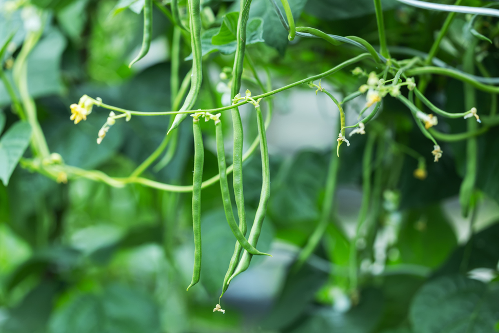 GM Cowpea Boosts Yields and Profits for Smallholder Farmers in Nigeria