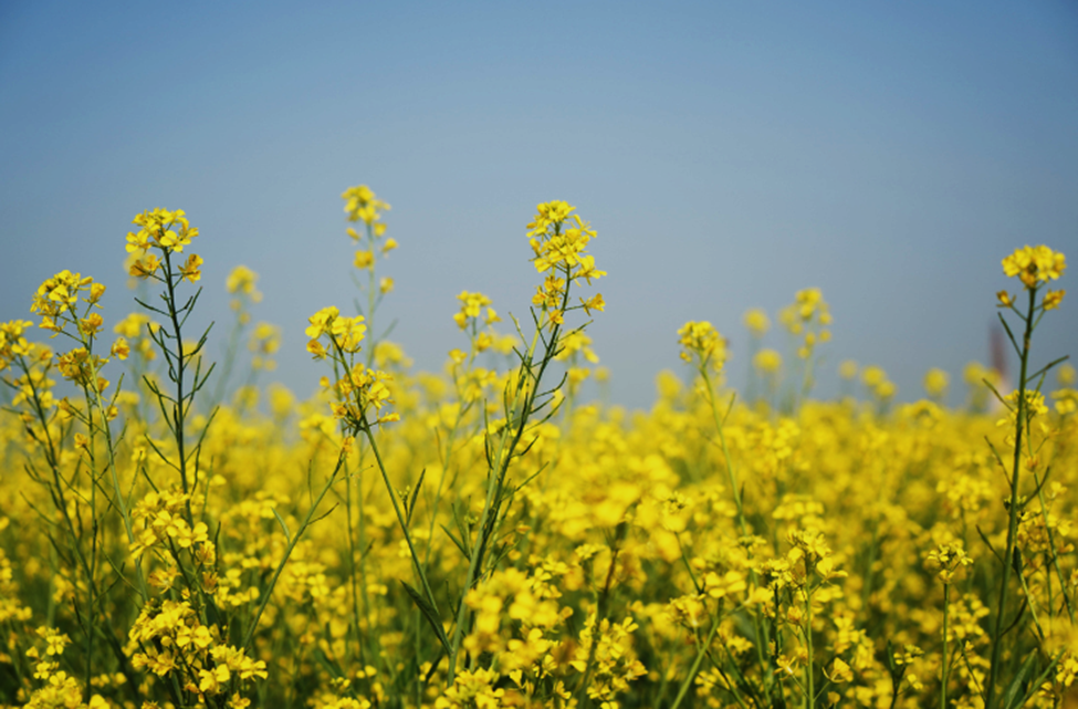 GM Crops Show Potential to Reduce Hunger Amid Public Skepticism in India