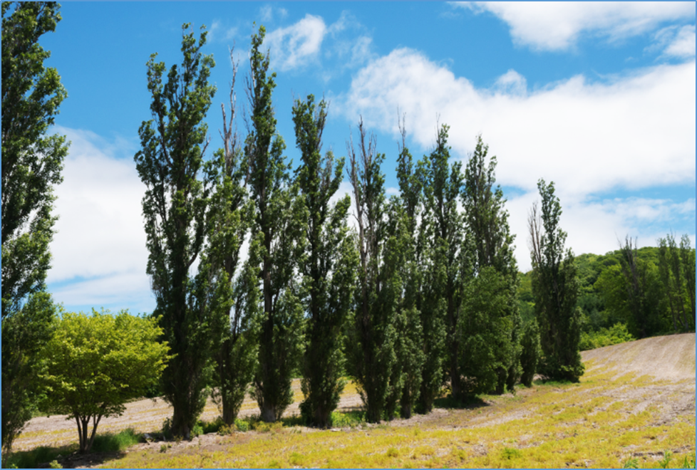  GM Poplar Trees Show Tolerance to Salt Stress