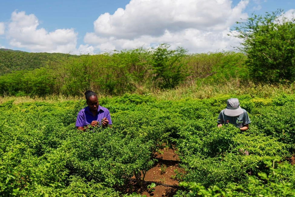 Green Climate Fund approves $50 million for FAO-supported adaptation project in Jamaica