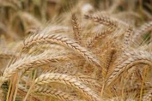 Association mapping of malting quality traits in UK spring and winter barley cultivar collections