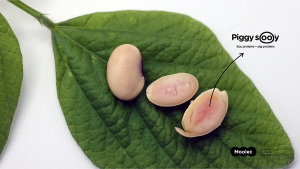 Moolec Gets First US Approval for Animal Proteins in Plants