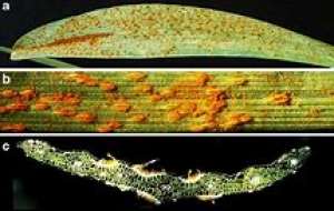 QTL mapping of adult plant and seedling resistance to leaf rust (Puccinia triticina Eriks.) in a multiparent advanced generation intercross (MAGIC) wheat population