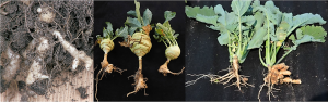 Map-based cloning and functional analysis of a major quantitative trait locus, BolC.Pb9.1, controlling clubroot resistance in a wild Brassica relative (Brassica macrocarpa)