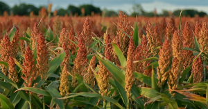 Precise colocalization of sorghum`s major chilling tolerance locus with Tannin1 due to tight linkage drag rather than antagonistic pleiotropy