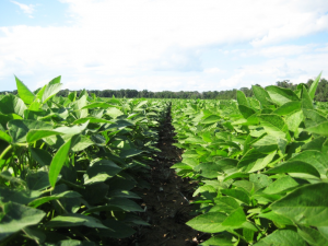 Genetic dissection of ten photosynthesis-related traits based on InDel- and SNP-GWAS in soybean