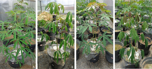 Exploiting DNA methylation in cassava under water deficit for crop improvement