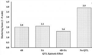 Main effect and epistatic QTL affecting spike shattering and association with plant height revealed in two spring wheat (Triticum aestivum L.) populations