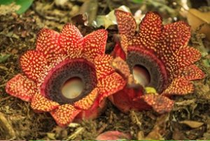 Deeply Altered Genome Architecture in the Endoparasitic Flowering Plant Sapria himalayana Griff. (Rafflesiaceae)