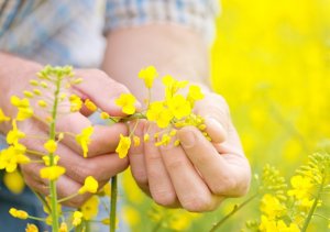 15-year Data Show GM Rapeseed, Soybean Do Not Affect Biodiversity in Japan