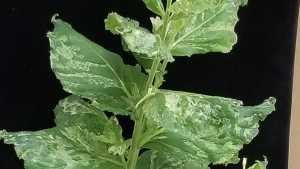 Experts Use Viruses for Transgene-free Gene Editing in Plants