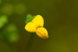 International Team Uses Genomic Data to Show How Plants Adapt to Changing Climate