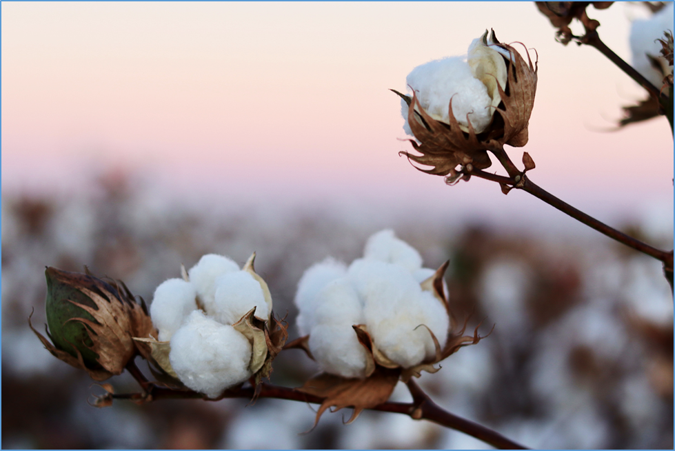 High-yielding Bt Cotton Variety Withstands Biotic and Abiotic Stresses