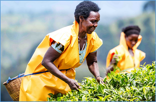 Hilltops and teacups: How Rwanda is maximising its hilly landscape and boosting up small-scale farmers for quality tea production