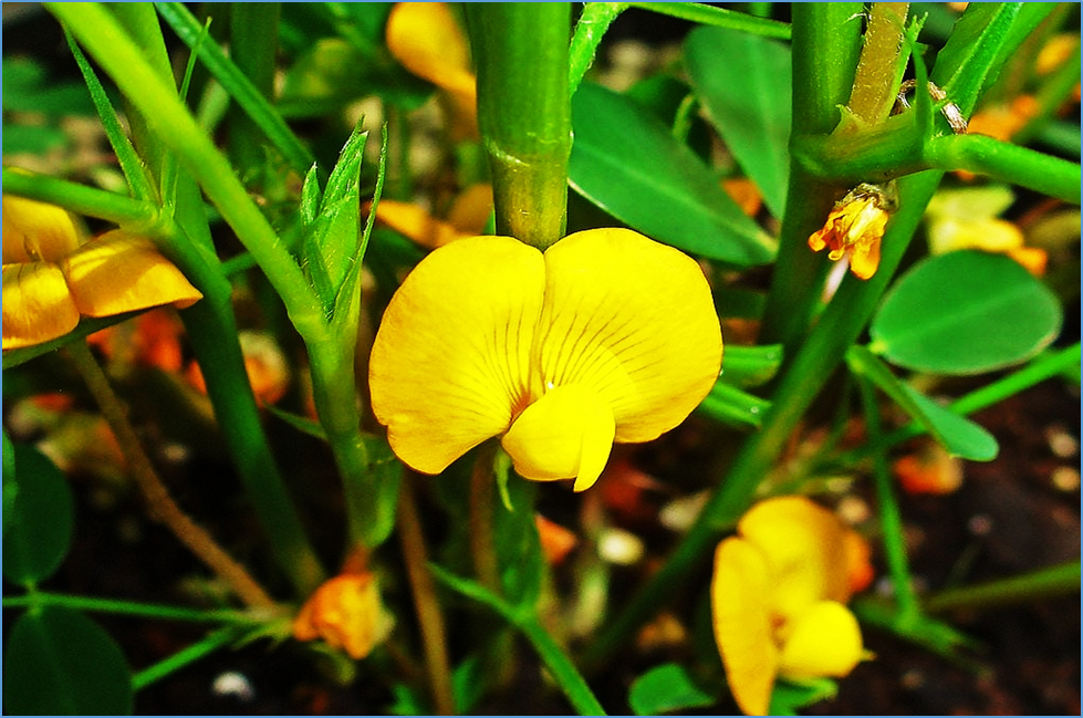 Identification of AhFPA1 as the causal gene underlying qEFT13.1, a key QTL for early flowering in peanut