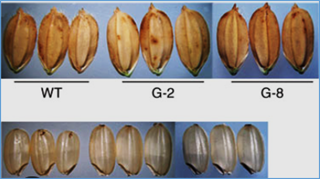 Identification of an adaptor protein 2σ gene for OsTGW12 to determine ...
