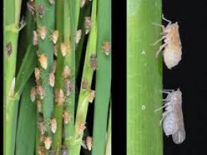 Genome-wide association study and genomic prediction for resistance to brown planthopper in rice