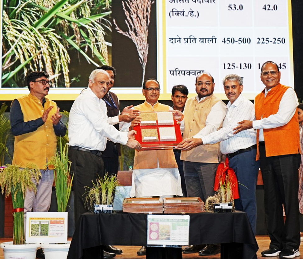 India approves first genome-edited rice varieties
