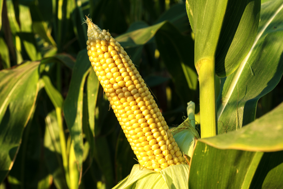 Information Drives Support for Drought Tolerant GM Maize