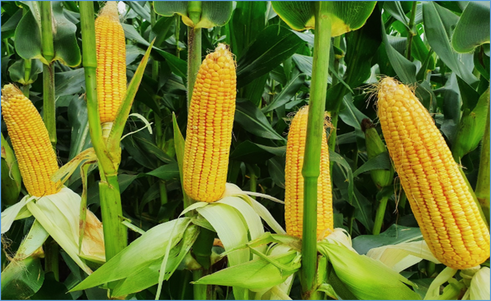 Integrated transcriptomics and metabolomics analyses reveal key pathway responses during the grain-filling stage in maize under waterlogging stress