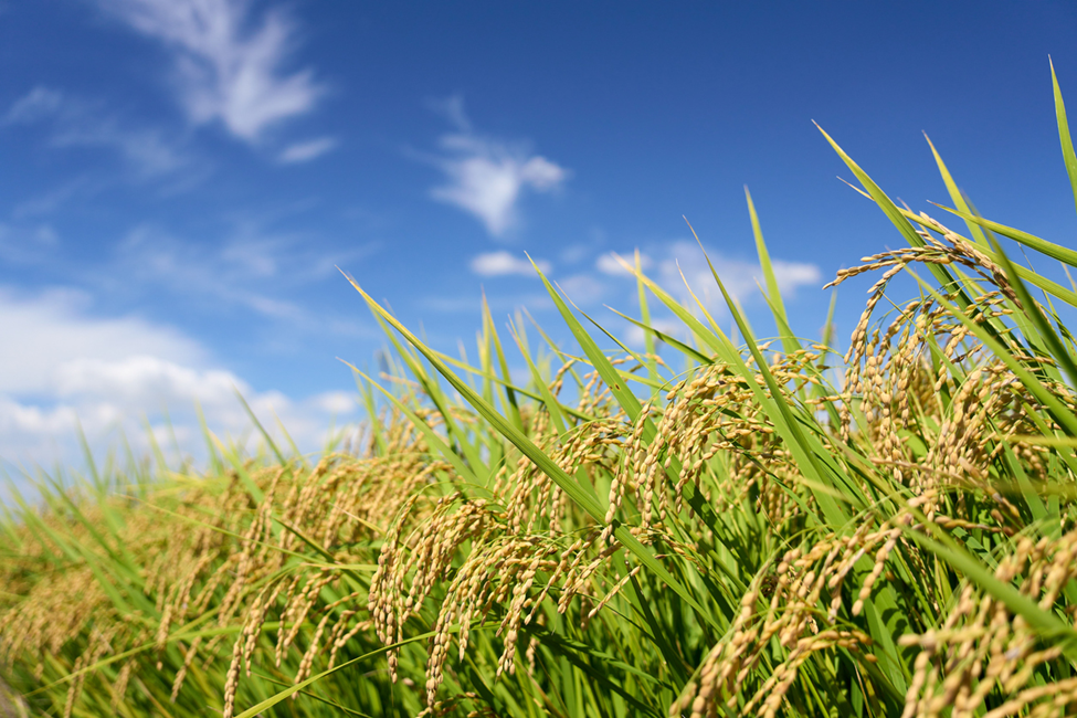IRRI Unveils New Whole-Grain ‘Super Rice' to Combat Climate Change and Malnutrition