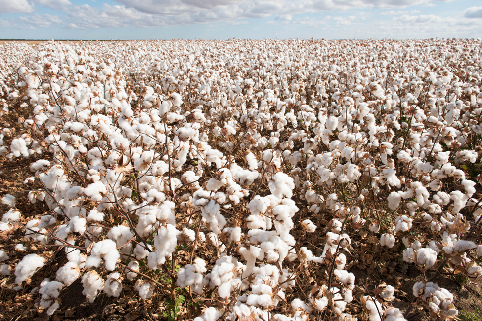 ISAAA Report Features Updates in Biotech Regulation and Adoption in Asia and Oceania