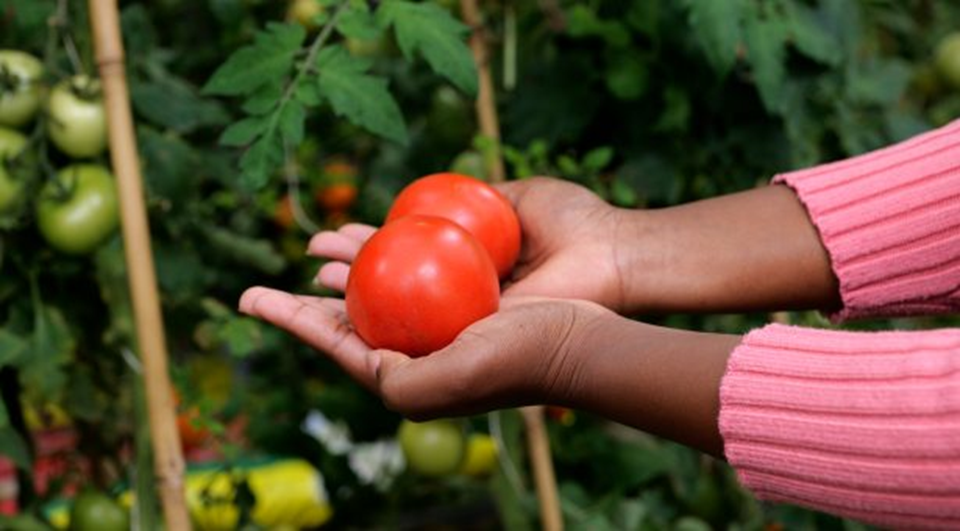 John Innes Centre and Quadram Institute to Conduct Gene-Edited Tomato Food Trial