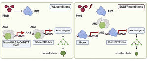 PIF7 controls leaf cell proliferation through an AN3 substitution repression mechanism