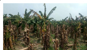 Dissemination of Fusarium Wilt of Banana in Mozambique Caused by Fusarium odoratissimum Tropical Race 4