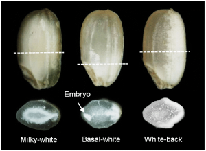 Mycotoxin concentrations in rice are affected by chalkiness, grain shape, processing type, and grain origin