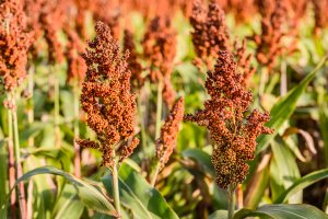 NUS Scientists Produce Lab-Grown Pork with Red Sorghum Grain