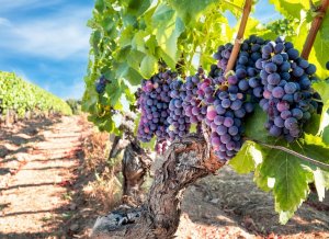 Gene Editing of Grapes Enhances Aromatic Attributes