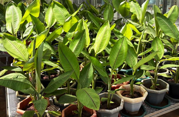 Kenya Clears Path for Field Trials of Gene-Edited Banana