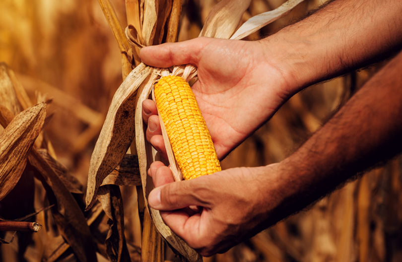 Lack of Scientific Voices Fuels GMO Misconceptions Among Farmers in Kenya